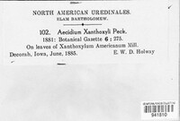 Aecidium xanthoxyli image